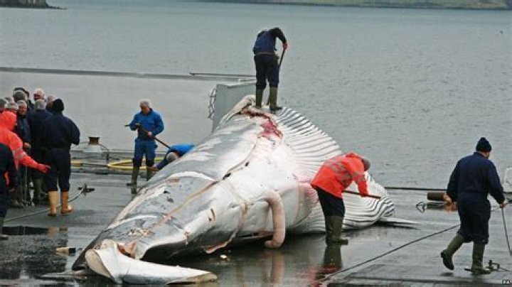 How do humans kill whales?