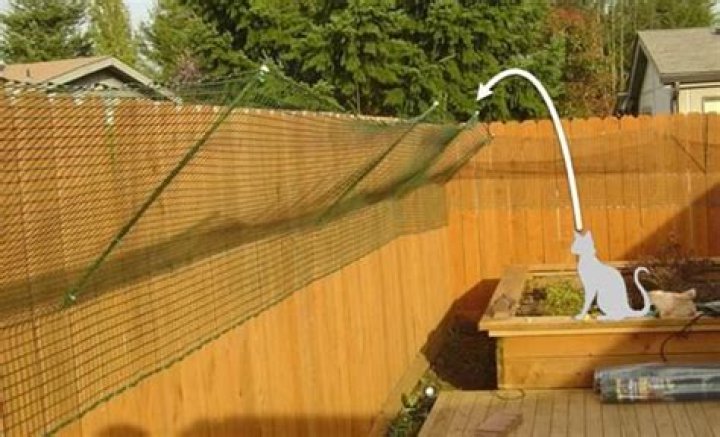 How do I cat proof my backyard?