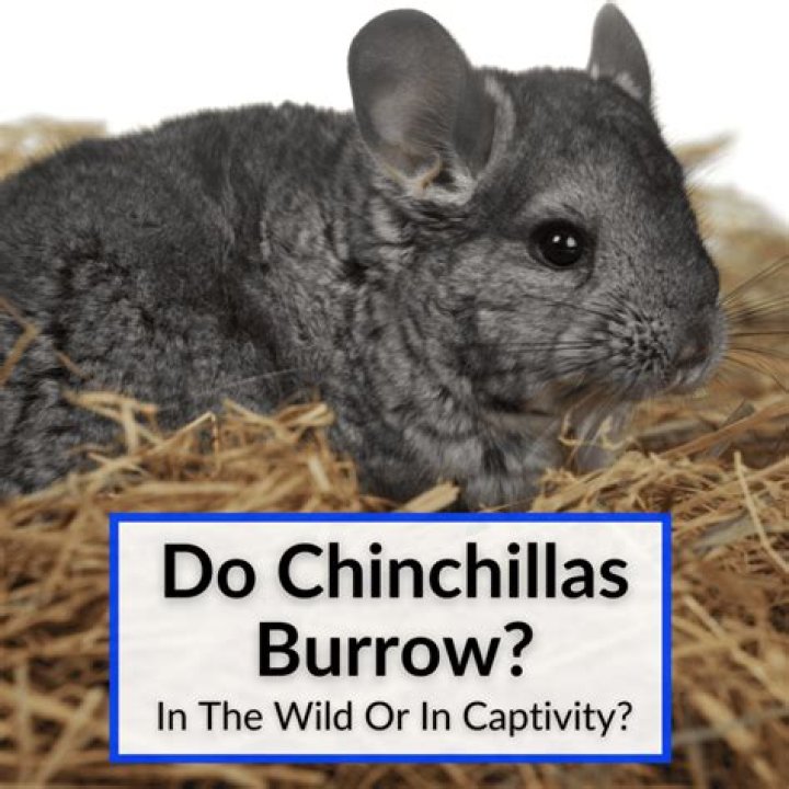How do I clean my chinchillas fur?