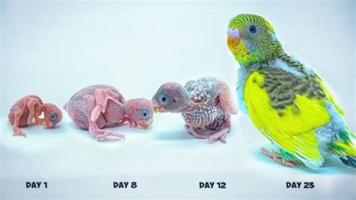How do I cool down my parakeet?