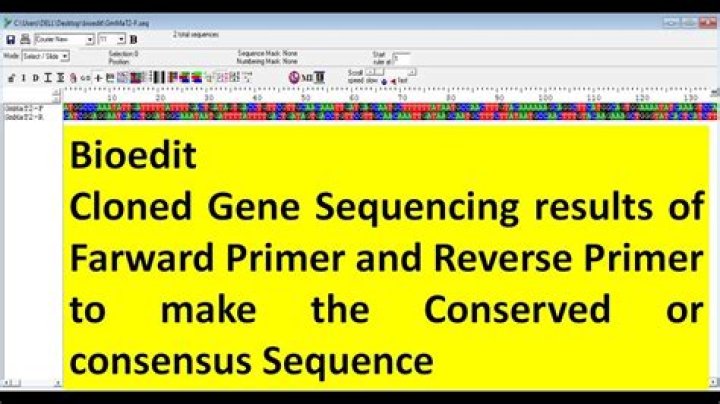 How do I copy a sequence from BioEdit?