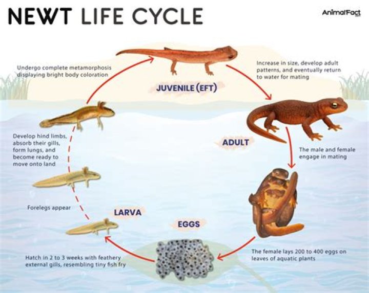 How do I encourage newts into my pond?