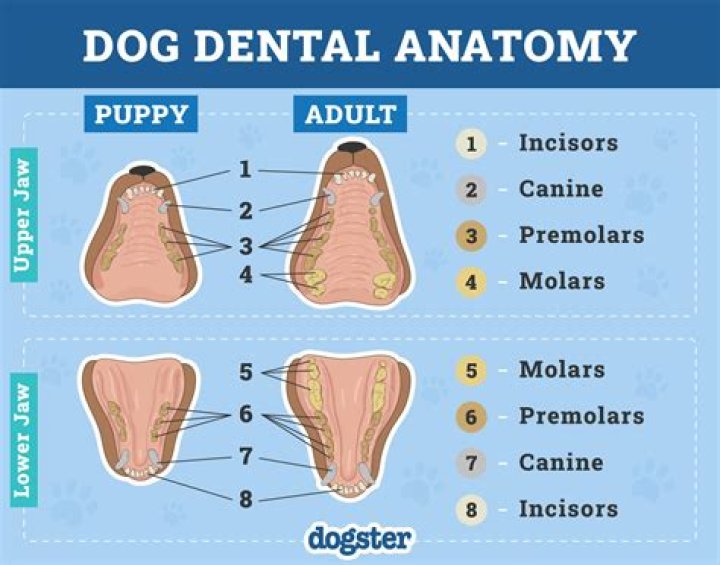 How do I expose my puppy to my dog?