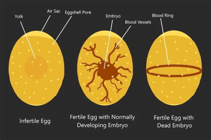 How do I find my egg reserves?