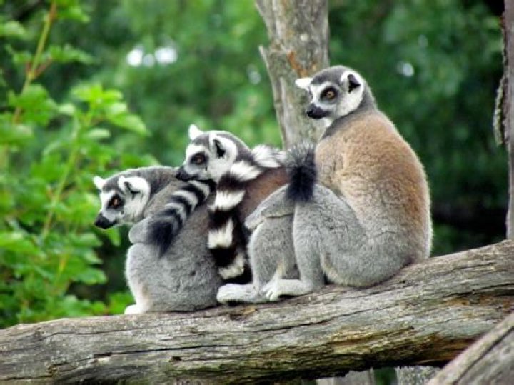 How do I get a degree in primatology?