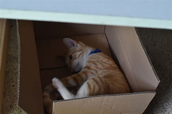 How do I get my cat to stop chewing on cardboard?