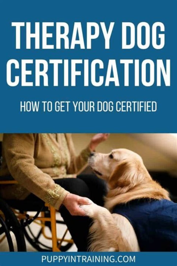 How do I get my dog certified as a therapy dog in California?