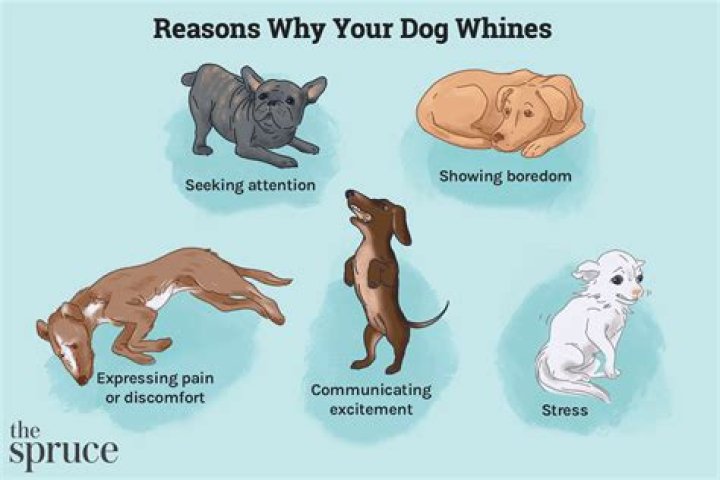 How do I get my dog into a nursing home?