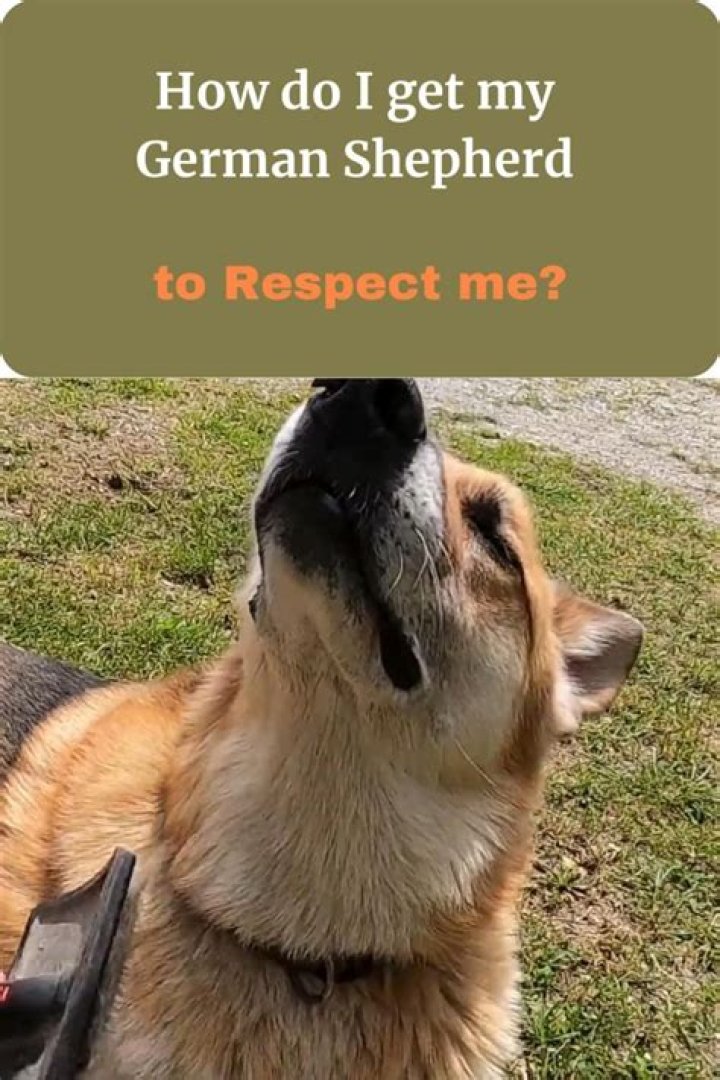 How do I get my German Shepherd to respect me?
