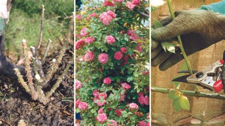 How do I get my wild roses to bloom?