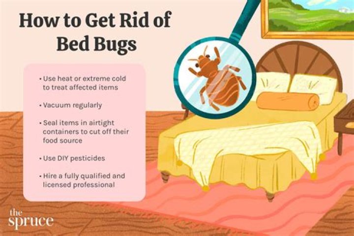 How do I get rid of beetle bugs in my home?