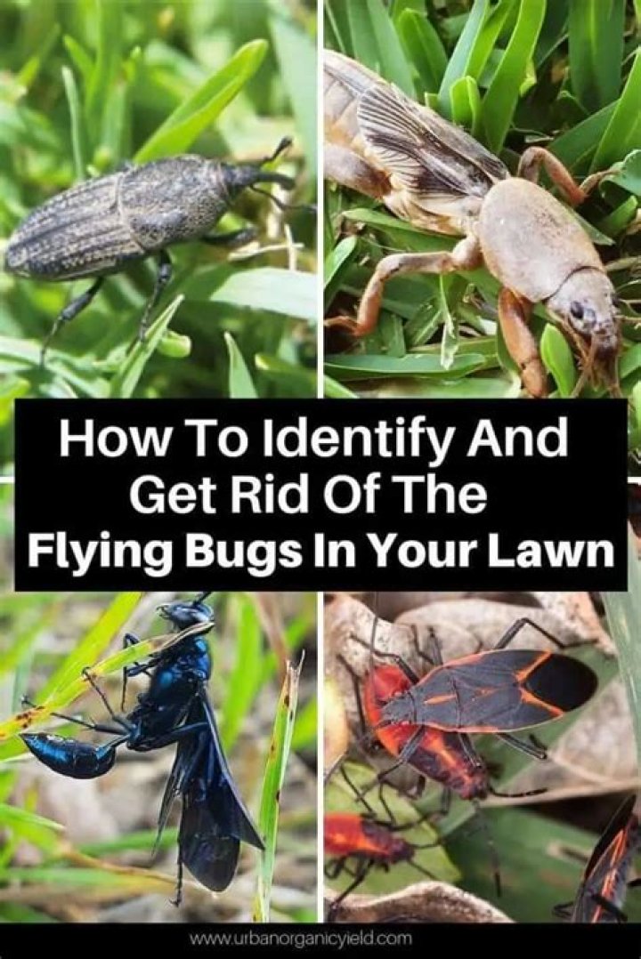 How do I get rid of flying bugs on my plants?