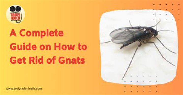How do I get rid of gnats in my horse stall?