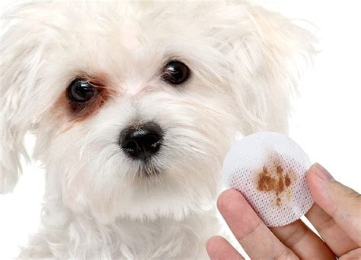 How do I get rid of my dog in Ireland?