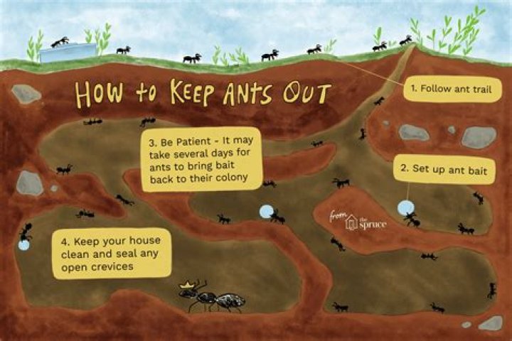 How do I keep ants out of my mulch?
