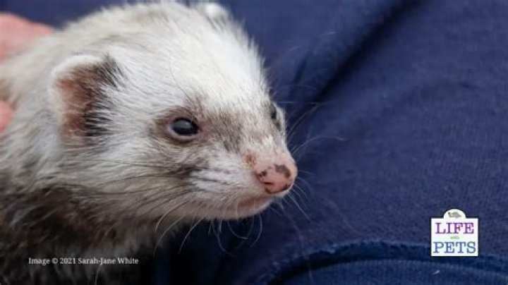 How do I keep ferrets away?