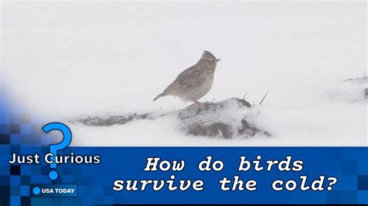 How do I keep my outside bird warm?