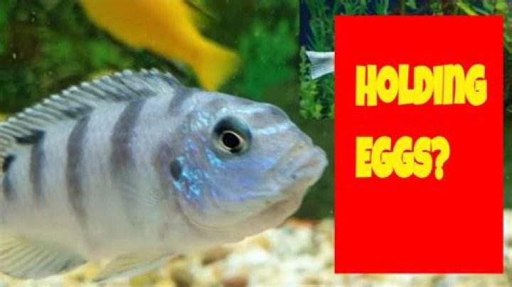 How do I know if my cichlid is holding eggs?