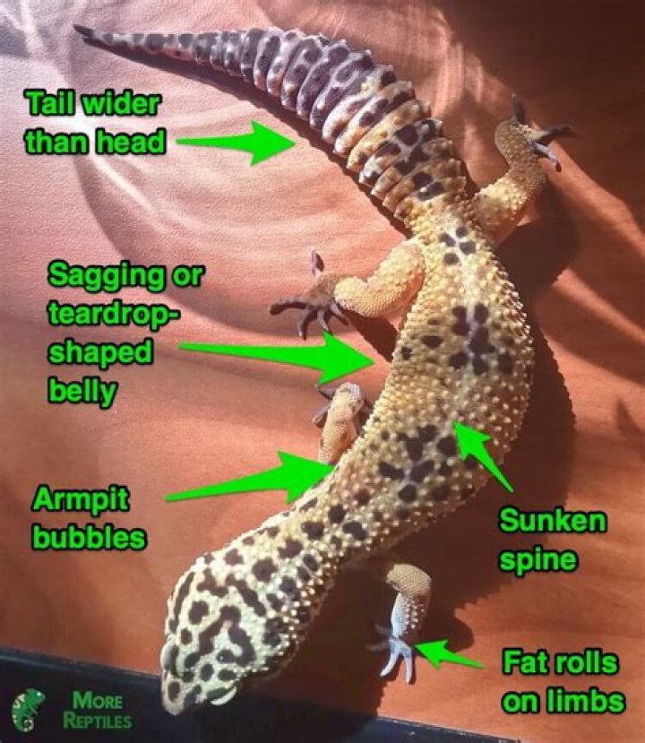 How do I know if my leopard gecko is too fat?