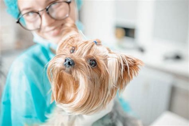 How do I know if my puppy has hydrocephalus?