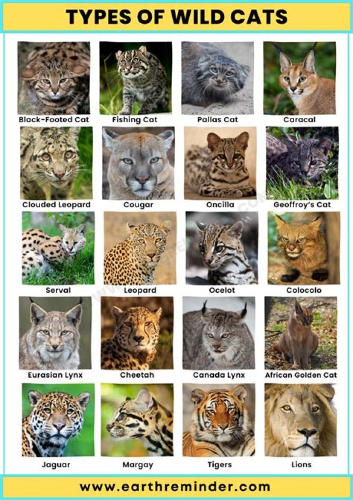 How do I make my wild cat friendly?