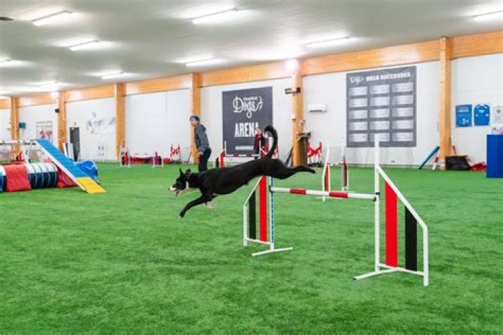 How do I memorize my dog agility course?