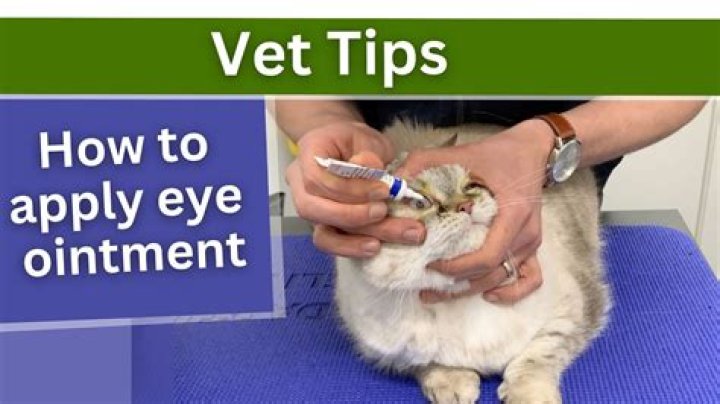 How do I put ointment in my cat's eye?