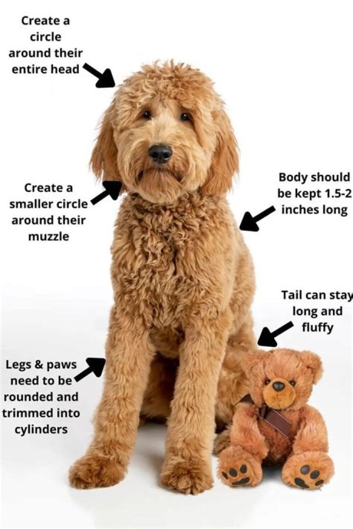 How do I register my Goldendoodle?