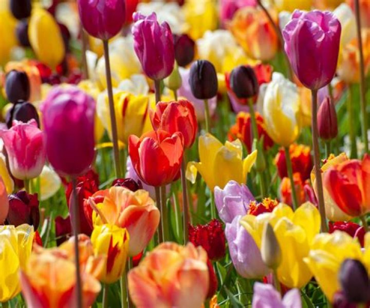 How do I save tulip bulbs for the next year?