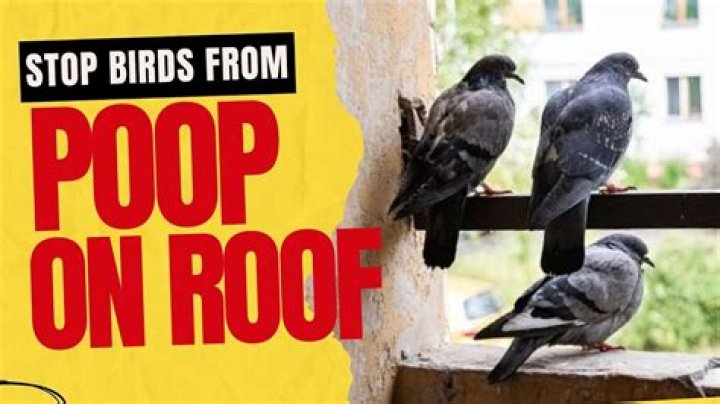 How do I stop birds from pooping in my pool?
