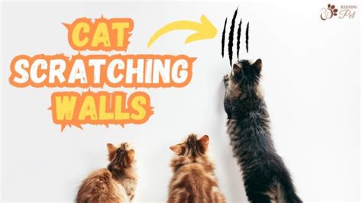 How do I stop my cat from scratching his bed at night?