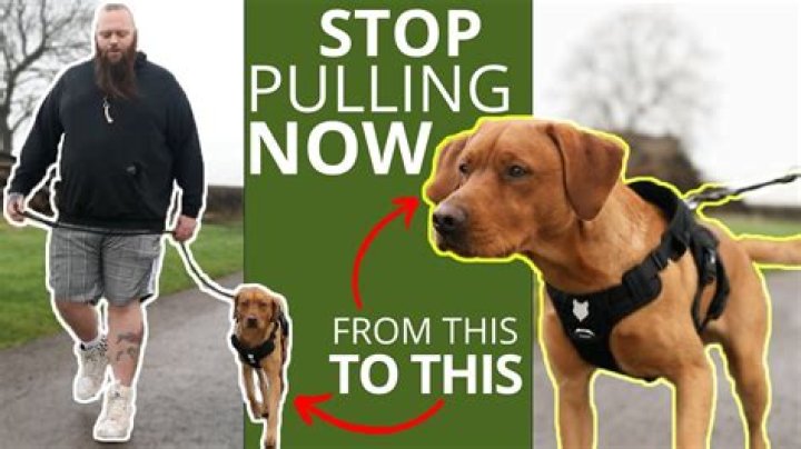 How do I stop my dog from dragging in the dirt?