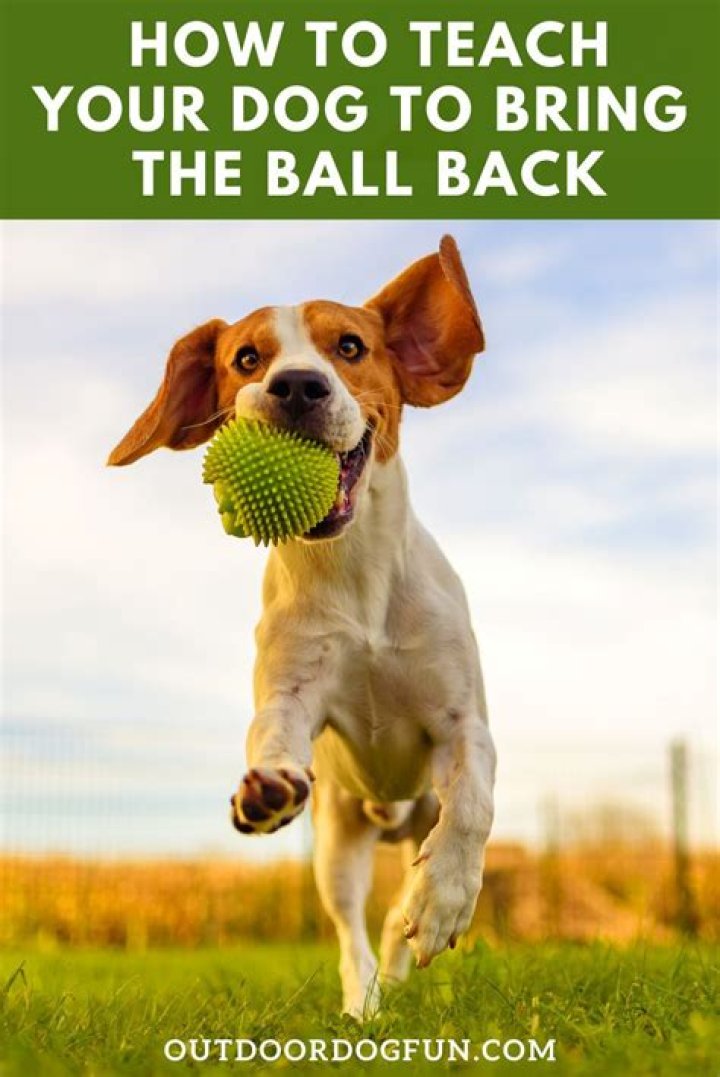 How do I teach my dog to bring the ball back?