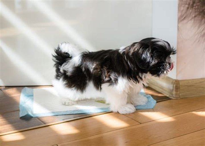 How do I teach my Shih Tzu to poop?