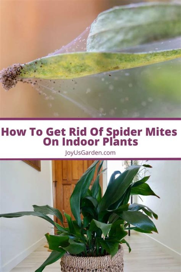 How do indoor plants get mites?