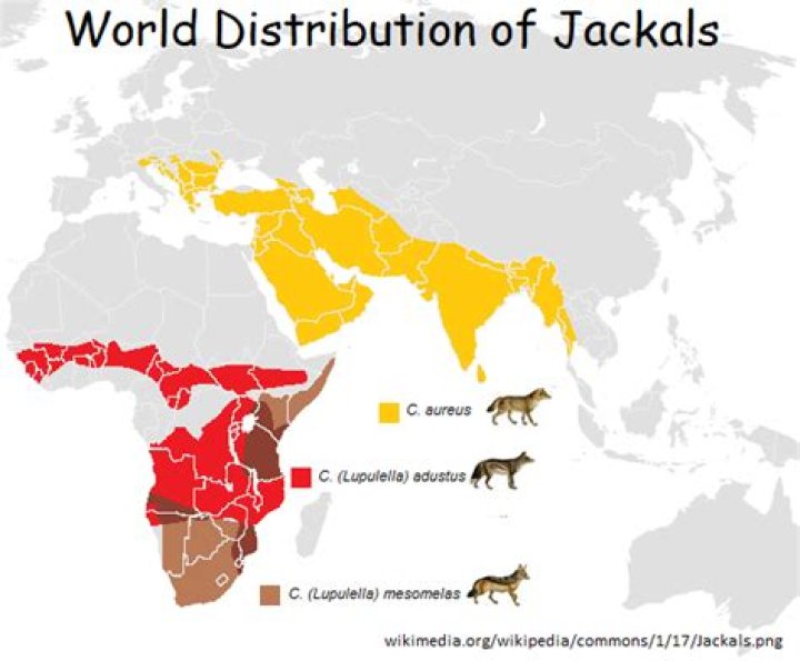 How do jackal and vulture keep the environment clean?
