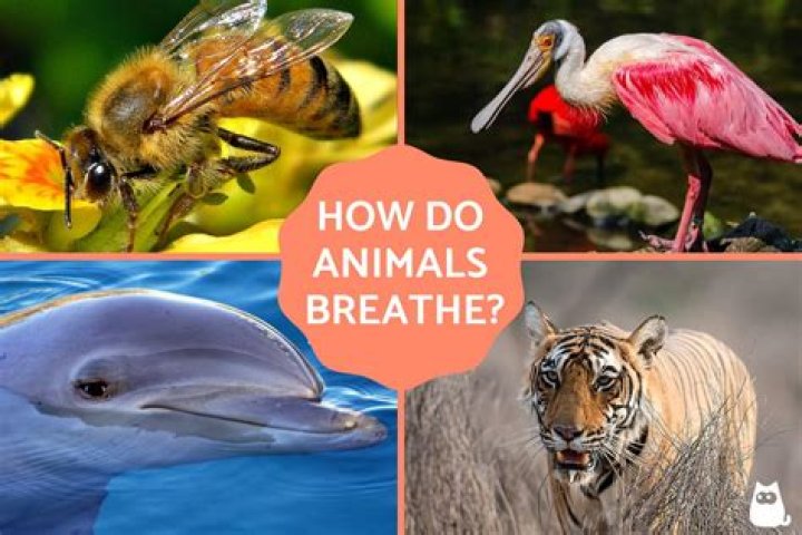 How do land mammals breathe?