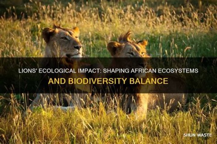 How do lions affect the environment?