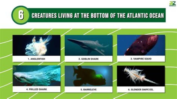 How do living things survive in the ocean?