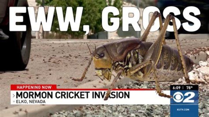 How do Mormons kill crickets?