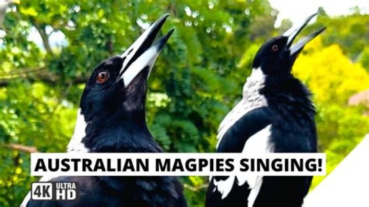 How do music magpie pay you?