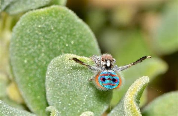 How do Peacock spiders protect themselves?