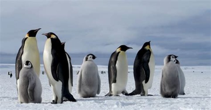 How do penguins survive the Antarctic winter?