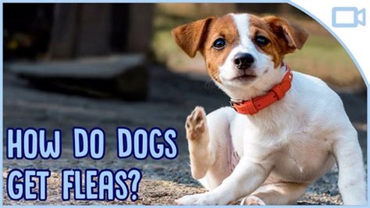 How do puppies get fleas?