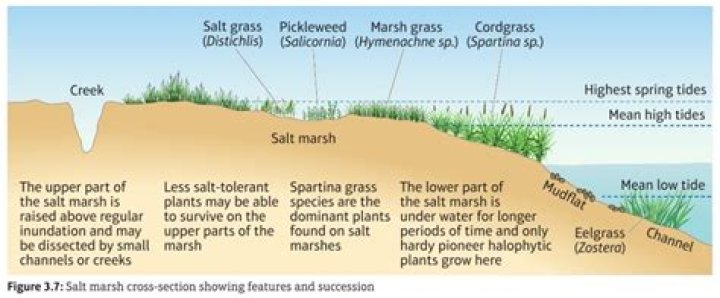How do salt marshes work?