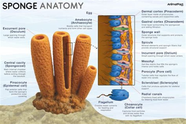 How do sponges absorb?