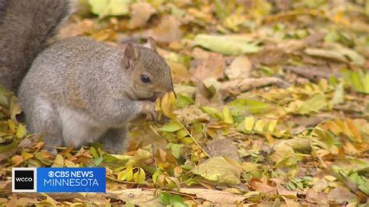 How do squirrels check a nut to see if it is good for burying?