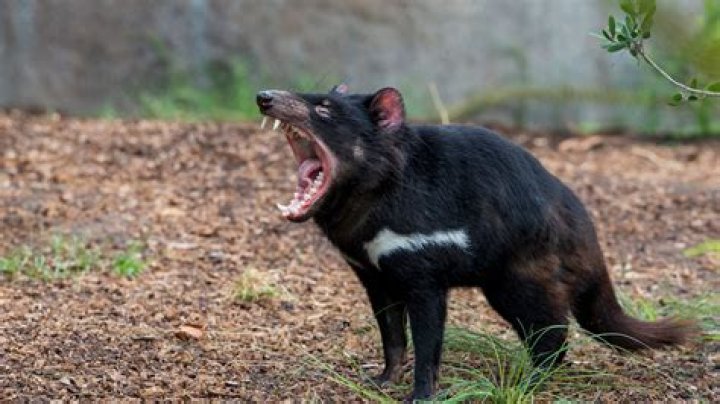 How do Tasmanian devils behave?