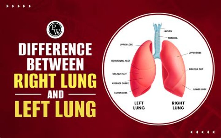 How do the right and left lungs differ?