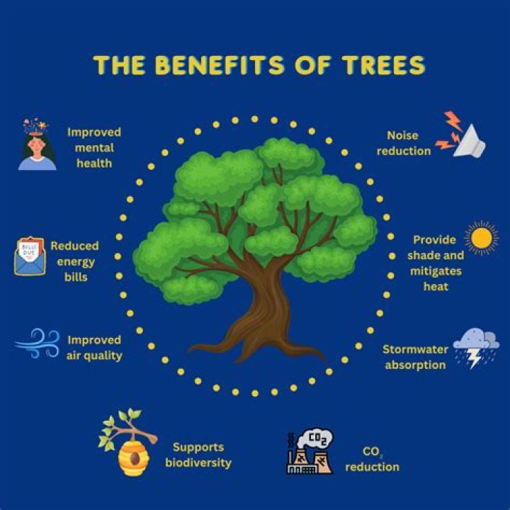 How do trees affect the air?